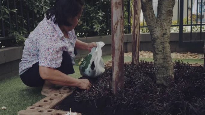 亚洲高级妇女在花园里种植绿色幼苗。