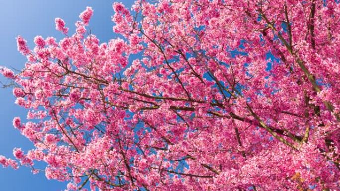 春天的风景，美丽的粉红色樱花，波克背景，阳光和蓝天