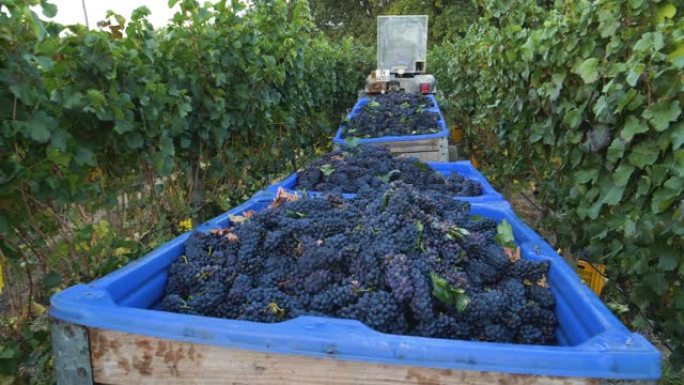 4k葡萄园拖拉机的特写视图，将满载新鲜收获的红葡萄塑料盆带到南非西开普省的一个葡萄酒庄园的酿酒厂