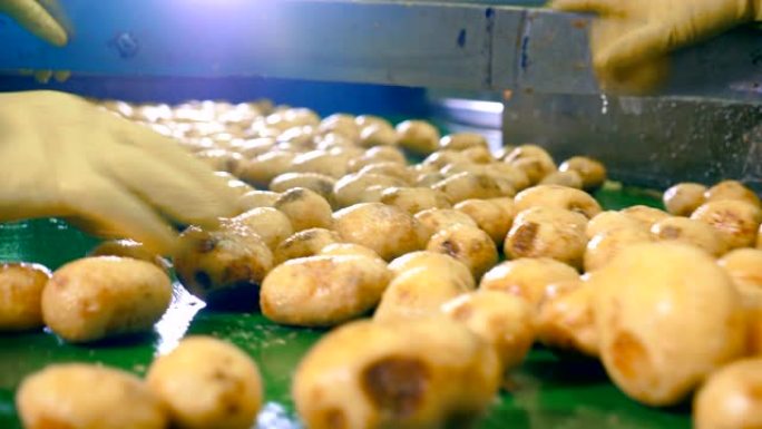 工人在食品厂的自动输送机上切干净的土豆。