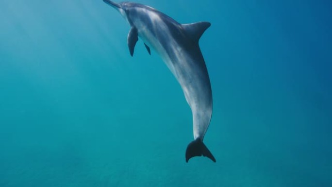惊人的海豚在灯光下游泳