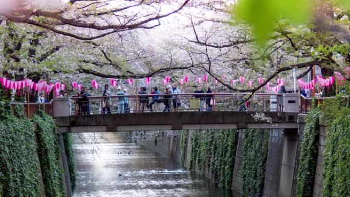 日本东京目黑河樱花落下的时间流逝