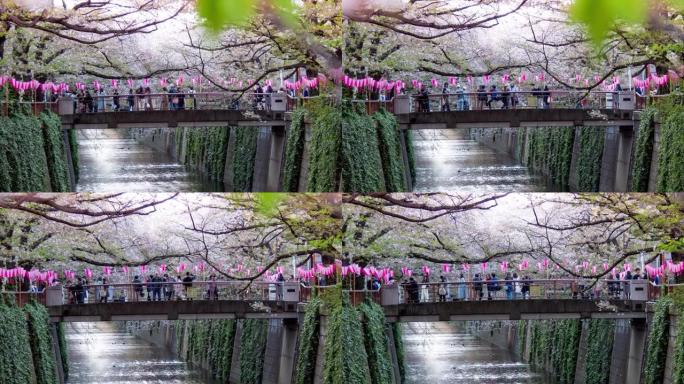 日本东京目黑河樱花落下的时间流逝