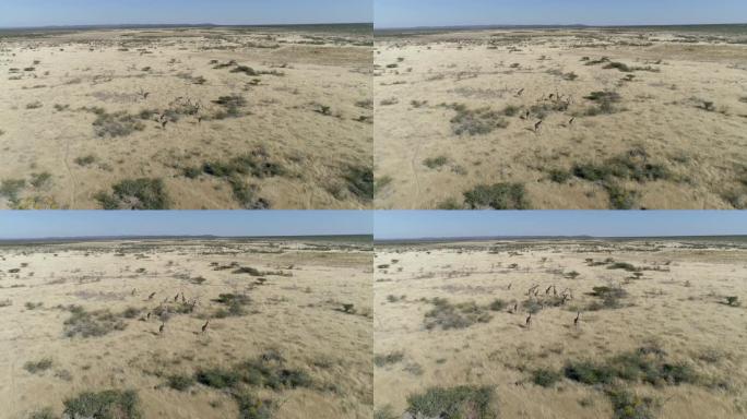 4k航拍变焦镜头中的一群长颈鹿和他们的孩子在纳米比亚北部的稀树草原上散步
