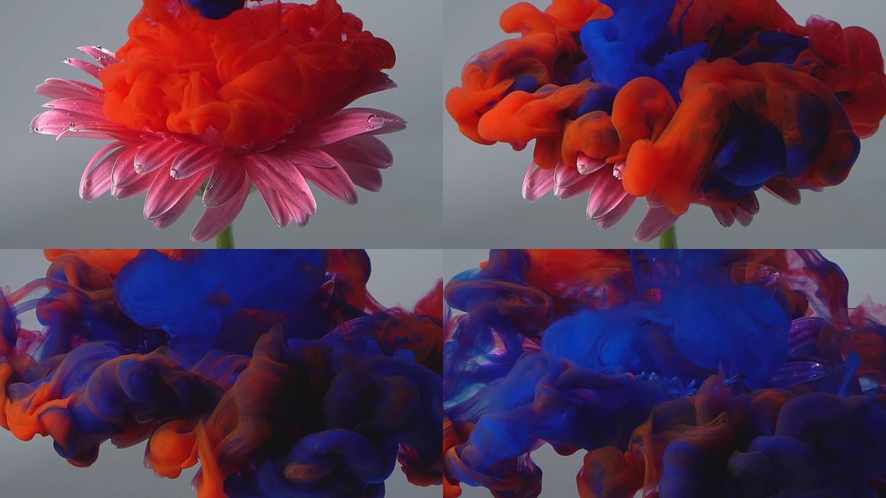 慢动作蓝色和红色墨水落入花朵。