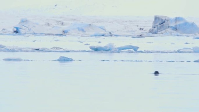 MS Seal在冰冷的海洋中游泳，冰岛