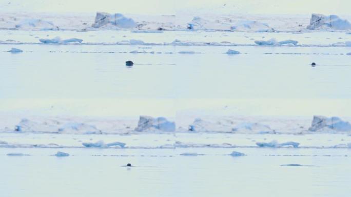 MS Seal在冰冷的海洋中游泳，冰岛