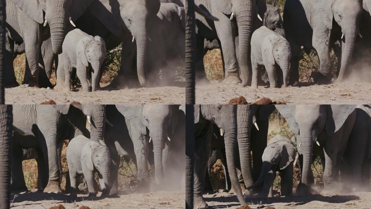 纳米比亚埃托沙国家公园，一只可爱的小象在被其他大象包围的灰尘中抓挠的4k特写