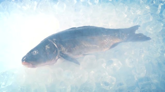 鲤鱼鱼在冰层中的新鲜捕获