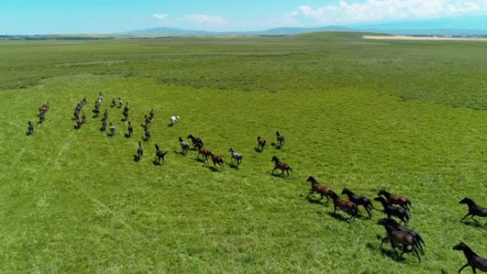 草原上奔跑的马群策马万马奔腾马群马匹奔跑