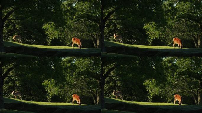 两只鹿在阳光明媚的森林里放牧，4k