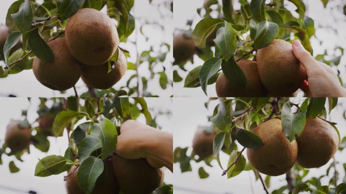 一个年轻农民的特写镜头正在秋季从种植园果园的树木中收集成熟的生态和生物梨