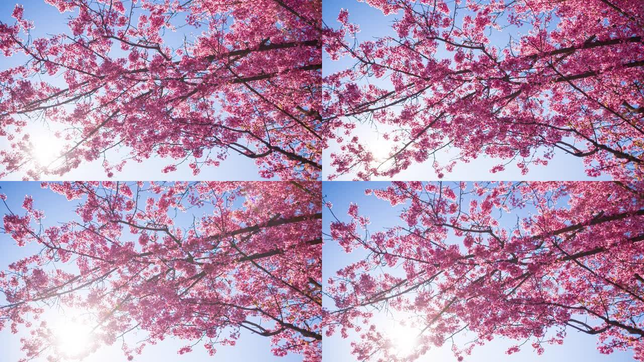 盛开的樱桃树花朵盛开花开万物生长鲜花绽放