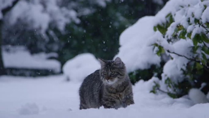 特写: 可爱的棕色猫在雪球落在地上后追赶。