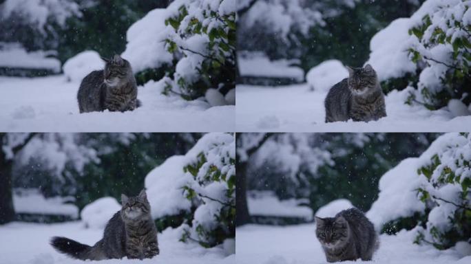 特写: 可爱的棕色猫在雪球落在地上后追赶。