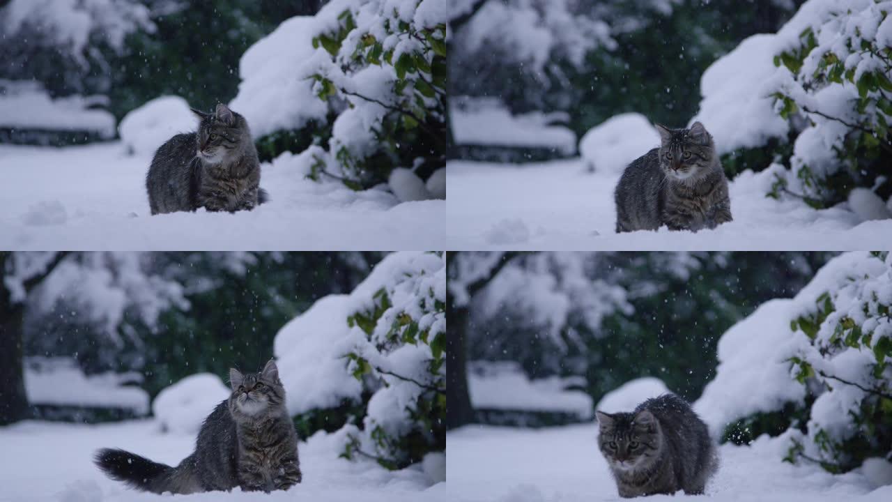 特写: 可爱的棕色猫在雪球落在地上后追赶。