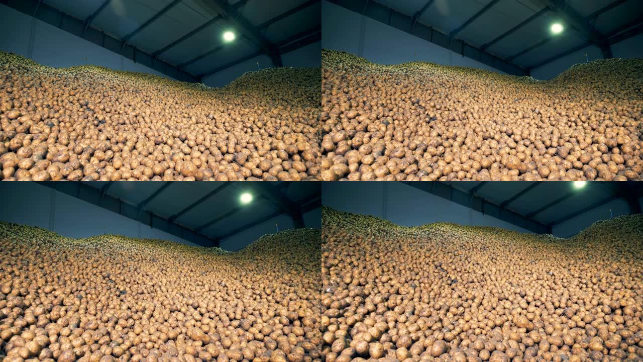 工业设施中含有大量收获的马铃薯块茎。农业农业概念。