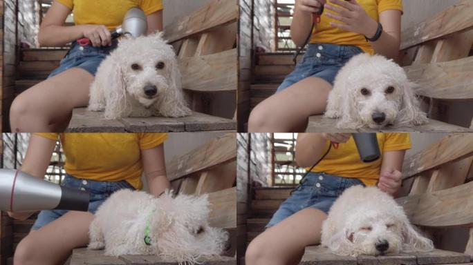 一名亚洲华裔少年用吹风机吹着她的宠物清理玩具贵宾犬，玩得很开心，玩得很开心