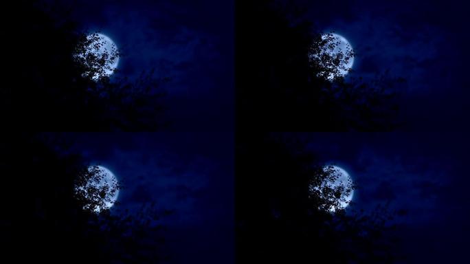 晚上月亮照在树枝后面