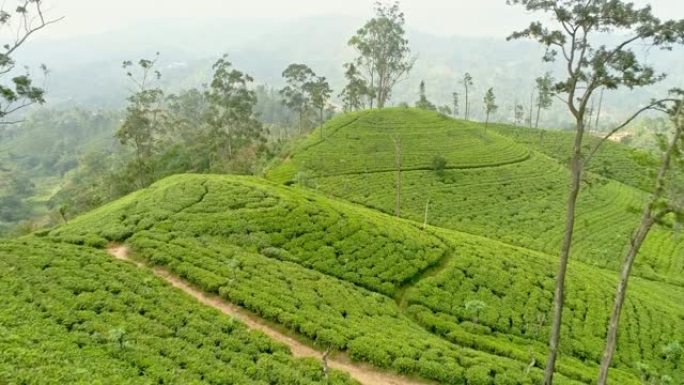 WS郁郁葱葱的绿茶作物在斯里兰卡的山丘上生长