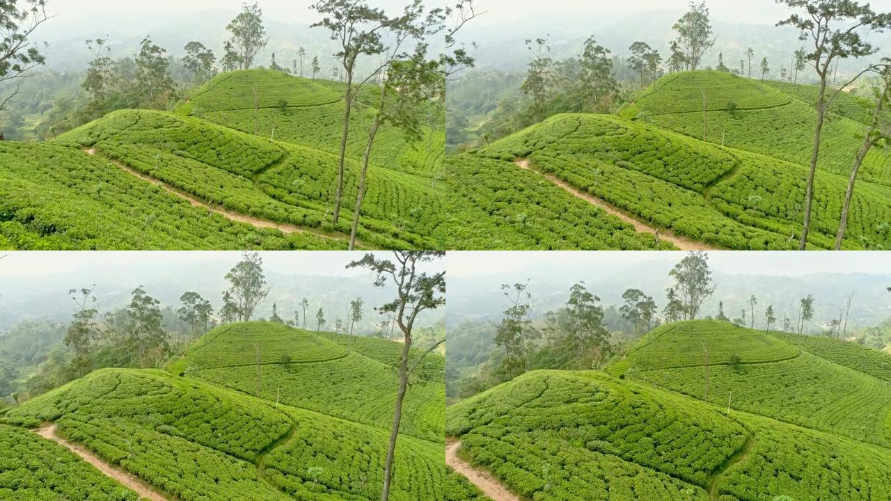 WS郁郁葱葱的绿茶作物在斯里兰卡的山丘上生长