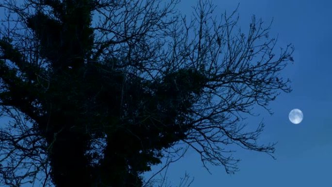 黄昏时分有月亮的老树