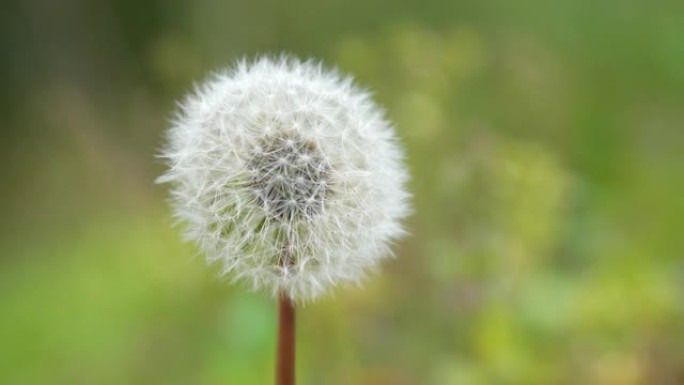 蒲公英种子头特写空镜白色的花