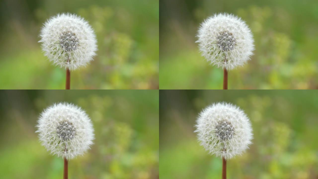 蒲公英种子头特写空镜白色的花