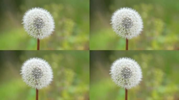 蒲公英种子头特写空镜白色的花