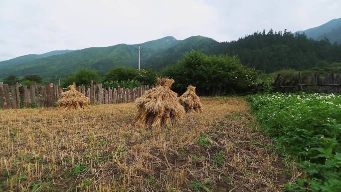 洋芋地土豆花