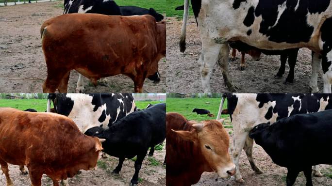 牧场奶牛和小牛吃奶实拍视频