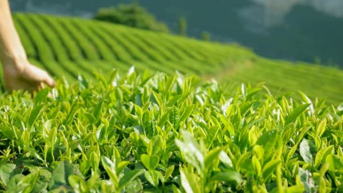 茶叶茶叶种植