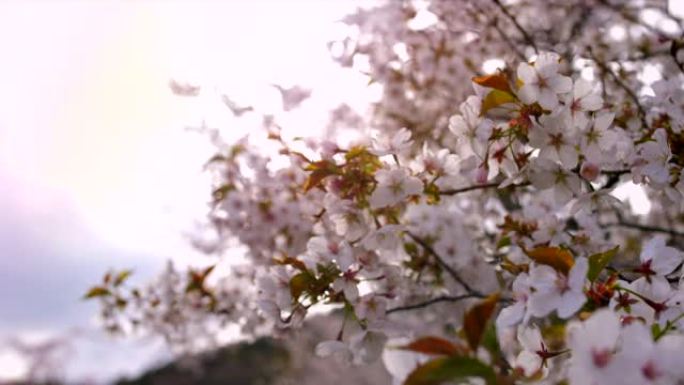 日本樱花唯美美丽樱花
