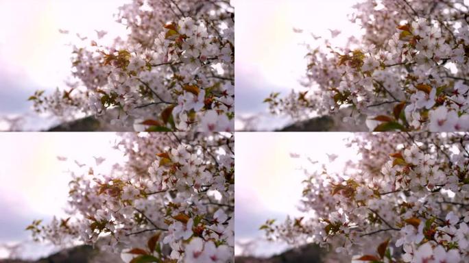 日本樱花唯美美丽樱花