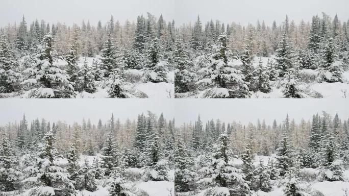 冬季在松树林上下雪