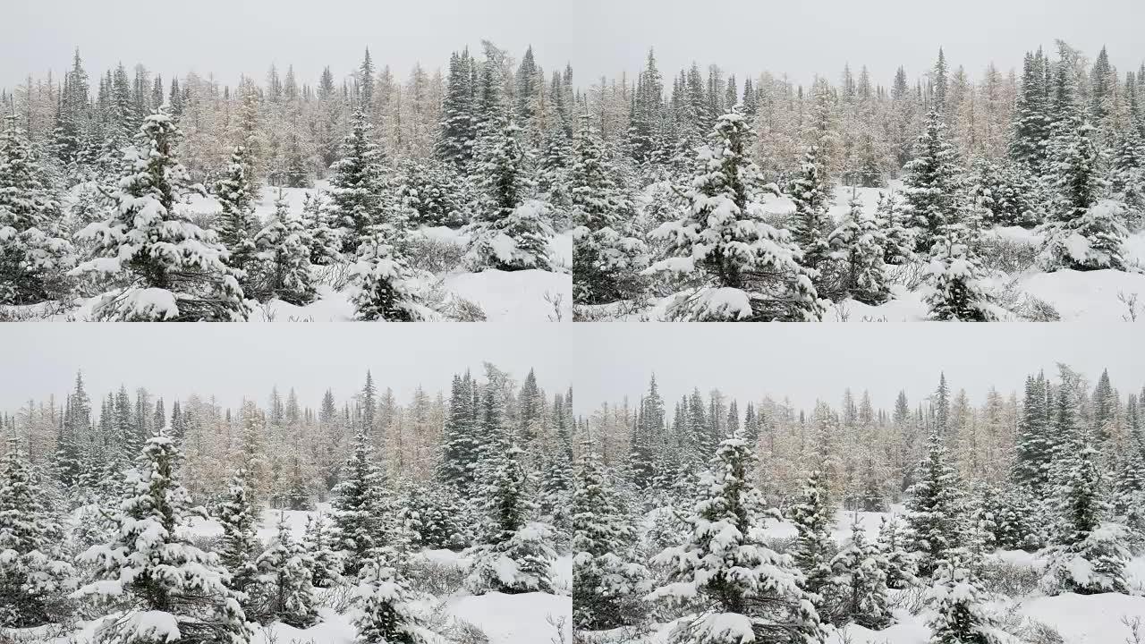 冬季在松树林上下雪