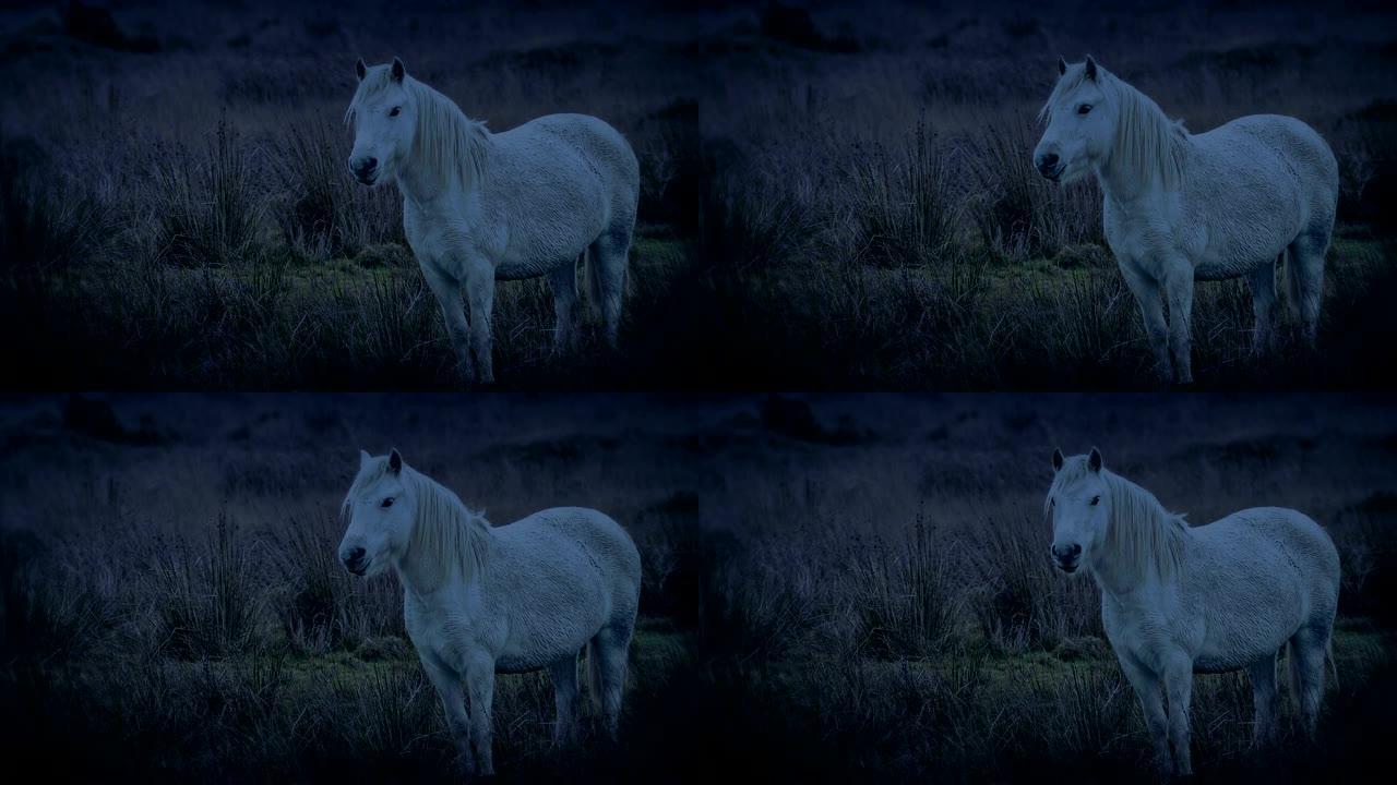 晚上崎岖的风景中的白马