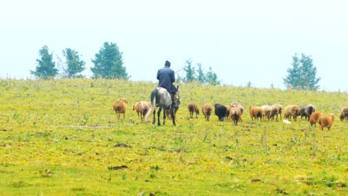 在草原上放牧绵羊