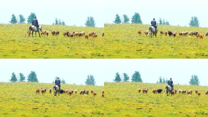 在草原上放牧绵羊