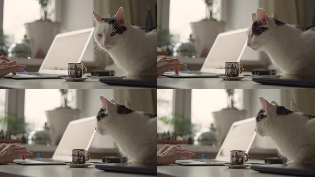 早上的咖啡，笔记本电脑和猫。
