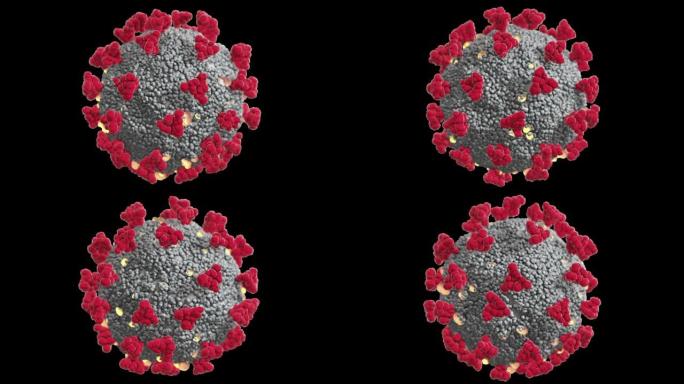透明背景的冠状病毒vi龙的无缝循环