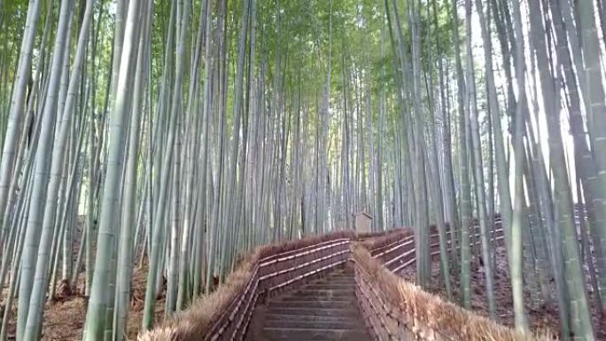 走道竹隧道命名为京都的岚山竹林，日本旅游地标