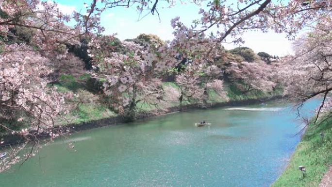 日本的樱花花瓣飘落泛舟波光粼粼