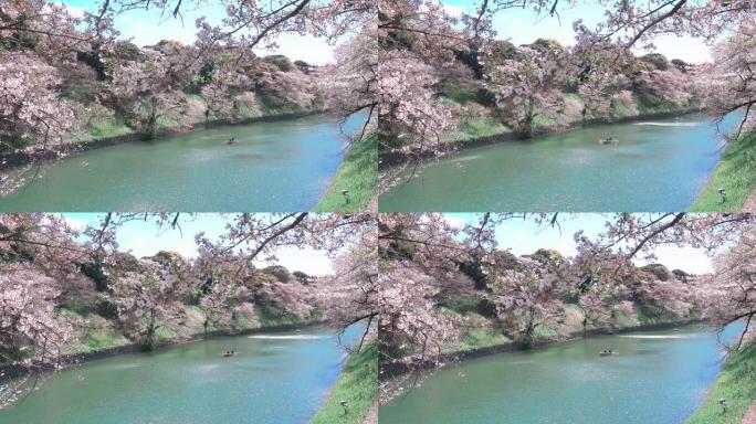 日本的樱花花瓣飘落泛舟波光粼粼