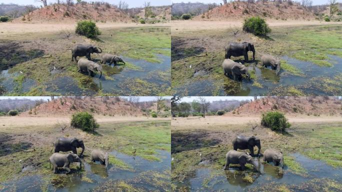 4k空中特写镜头，三头大象在津巴布韦的河里喝酒并洗泥