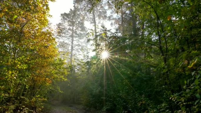 日出时的神奇森林。用阳光拍摄美丽的雾蒙蒙的森林。4K UHD