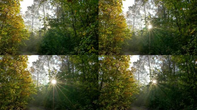 日出时的神奇森林。用阳光拍摄美丽的雾蒙蒙的森林。4K UHD