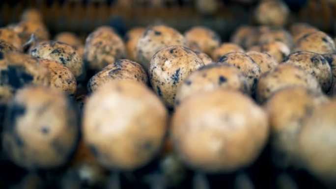 许多马铃薯块茎在农业机器中移动和滚动。新鲜收获概念