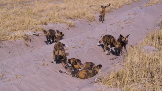 博茨瓦纳奥卡万戈三角洲，一群非洲野狗和幼崽在汽车沙道上玩耍和互动