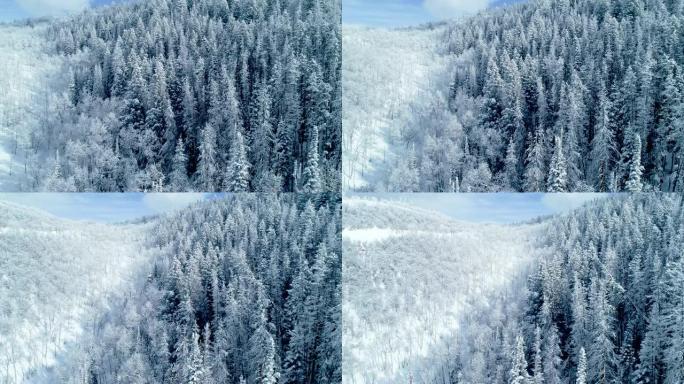 在晴朗的冬日，白雪覆盖的树木森林景观的鸟瞰图